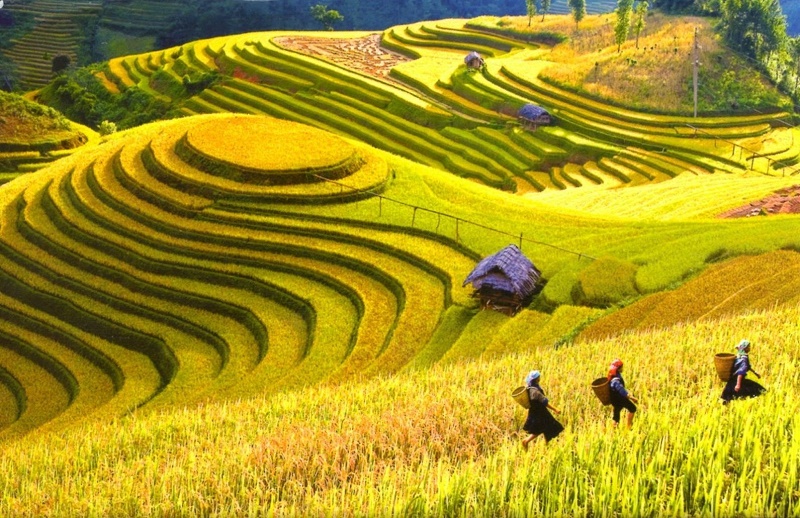 Ruộng bậc thang ở thung lũng Mường Hoa