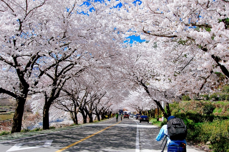 Điểm check-in hot nhất Seoul mùa hoa Anh Đào tại đường Yunjungno