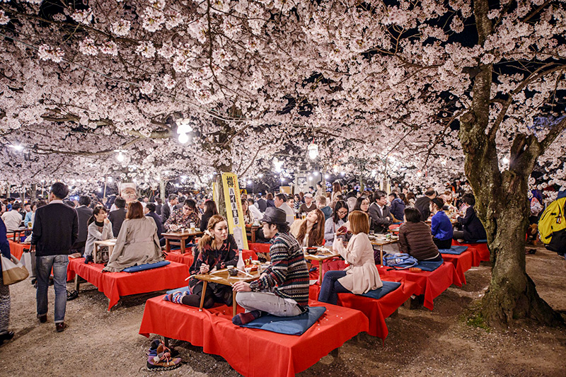 Hanami - lễ hội ngắm hoa truyền thống của người Nhật
