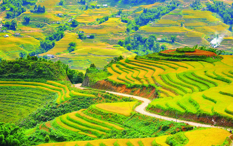 ruộng bậc thang sapa mùa lúa chín