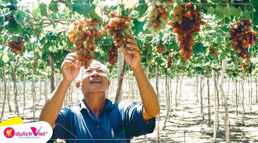 Du lịch Đảo Bình Hưng Tết Dương lịch - Ninh Chữ - Vườn Nho 2 ngày 2 đêm từ Sài Gòn