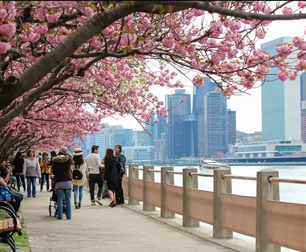 TOUR MỸ MÙA XUÂN 6N5Đ | NEW YORK - PHILADELPHIA - WASHINGTON D.C (Trải nghiệm Mùa Hoa Anh Đào )