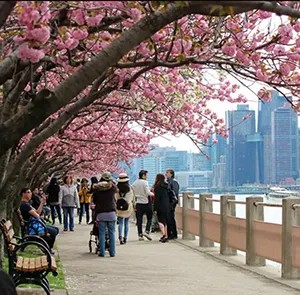 TOUR MỸ MÙA XUÂN 6N5Đ | NEW YORK - PHILADELPHIA - WASHINGTON D.C (Trải nghiệm Mùa Hoa Anh Đào )