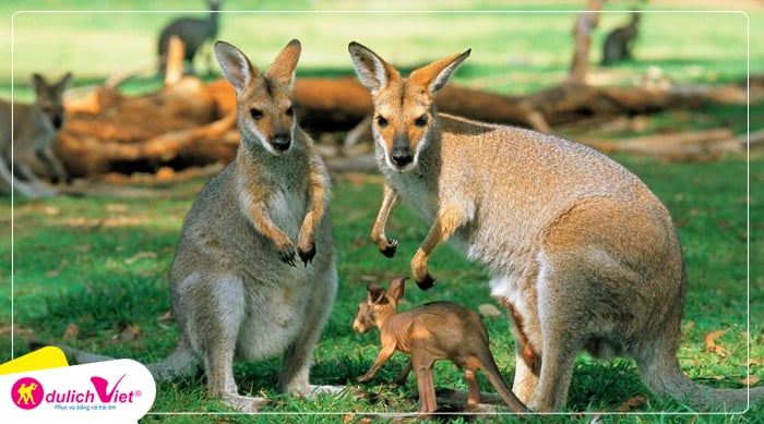 chuot-tui-kangaroo-du-lich-viet