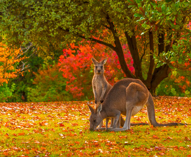 Du lịch Úc mùa Thu - Sydney - Melbourne 6 ngày từ Sài Gòn 2025