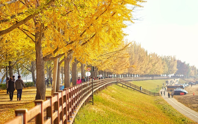 Check in Asan Gingko Tree Road Hàn Quốc mùa thu