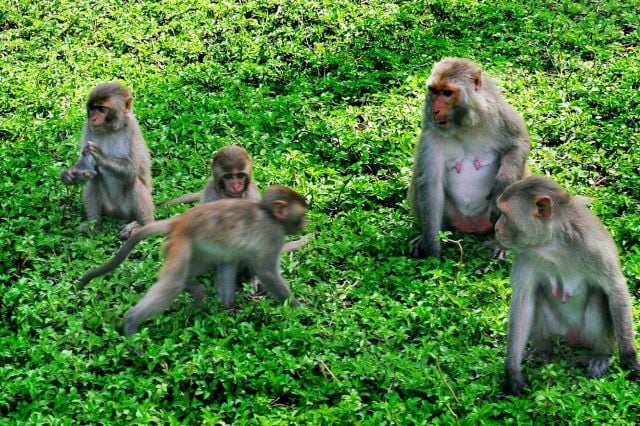 Du lịch Nha Trang - Đảo Khỉ Nha Trang