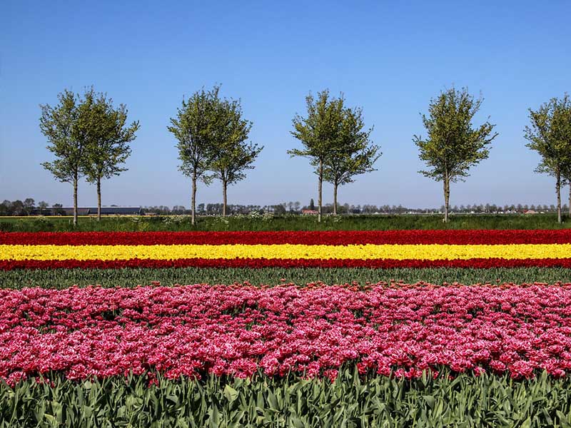 Cánh đồng hoa tulip rực rỡ ở Hà Lan