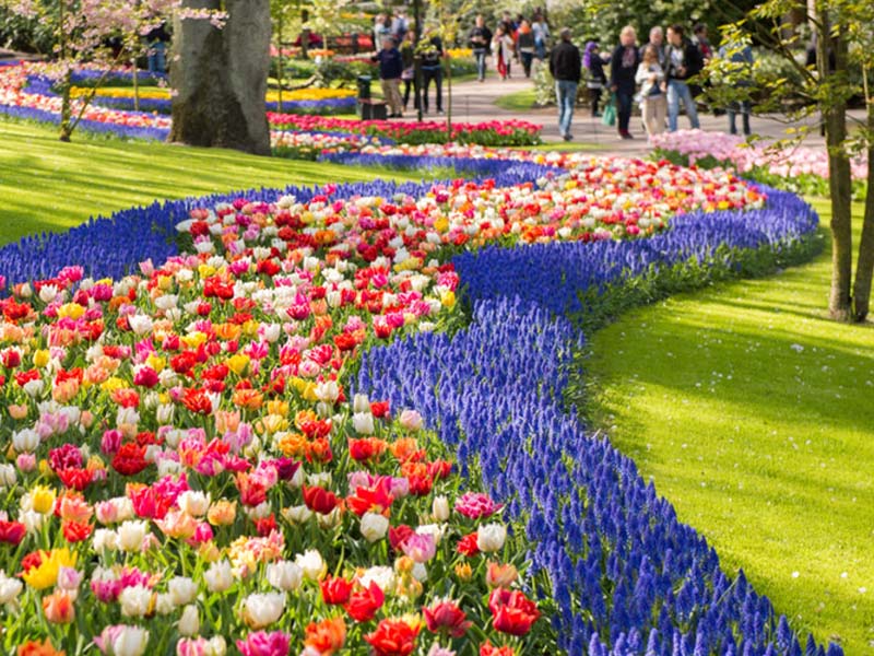 Vườn hoa Keukenhof rực rỡ sắc màu ở Hà Lan