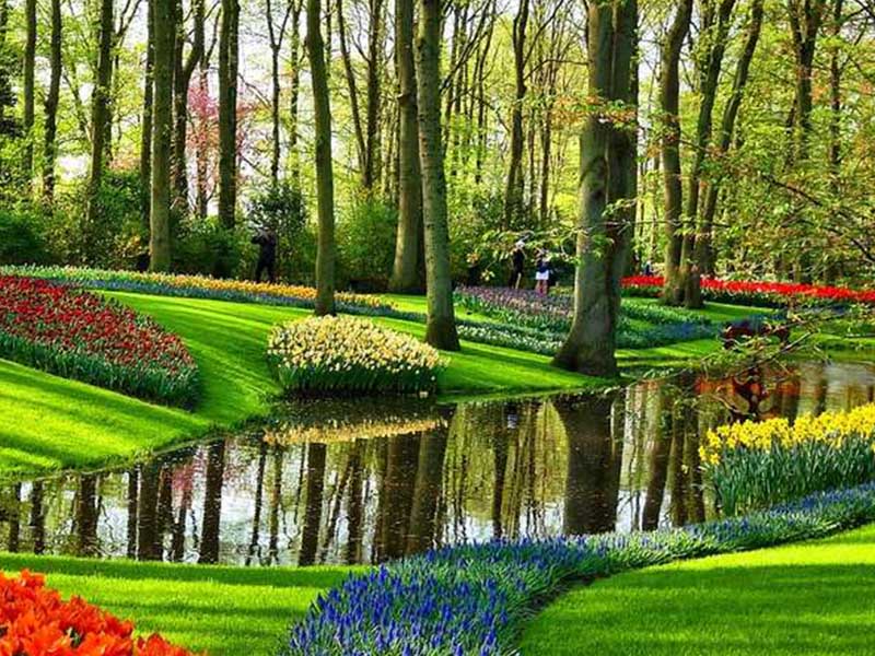 Vườn hoa Keukenhof rực rỡ sắc màu.