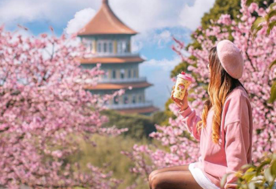 Du lịch Đài Loan mùa Hoa Anh Đào - Đài Bắc - Đài Trung - Nam Đầu - Cao Hùng từ Sài Gòn 2025