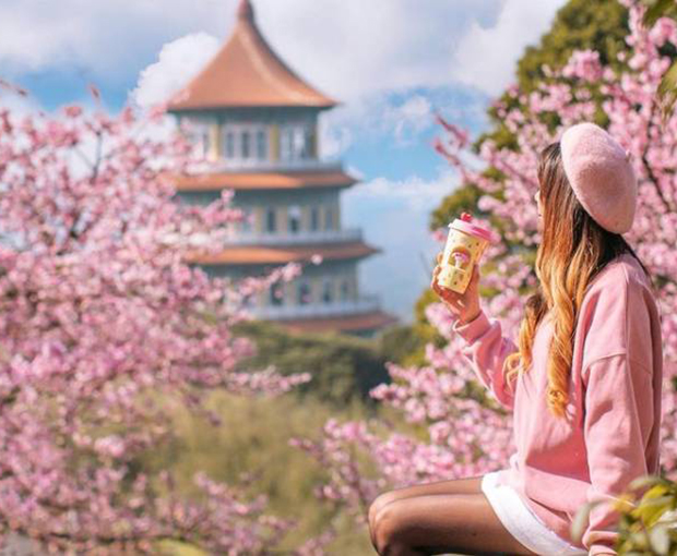 Du lịch Đài Loan mùa Hoa Anh Đào - Đài Bắc - Đài Trung - Nam Đầu - Cao Hùng từ Sài Gòn 2025