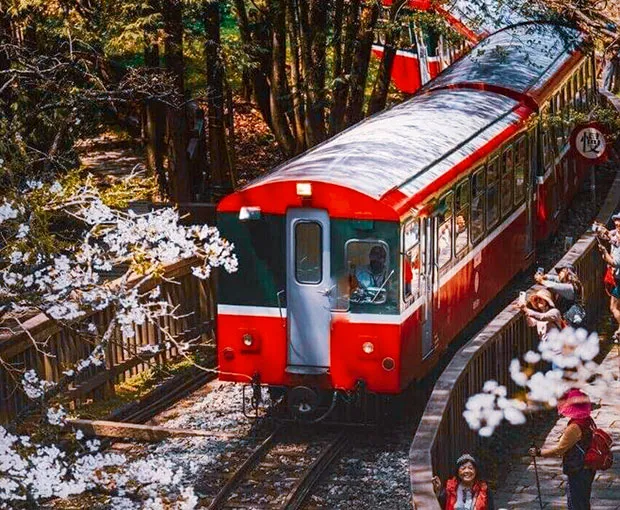TOUR ĐÀI LOAN MÙA XUÂN 5N4Đ | ĐÀI BẮC - NAM ĐẦU - ALISHAN - ĐÀI TRUNG