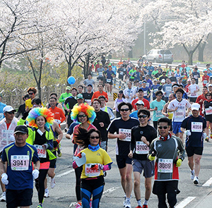 Du lịch Hàn Quốc mùa Hoa Anh Đào - Gyeongju Marathon lần thứ 31 từ Sài Gòn 2025