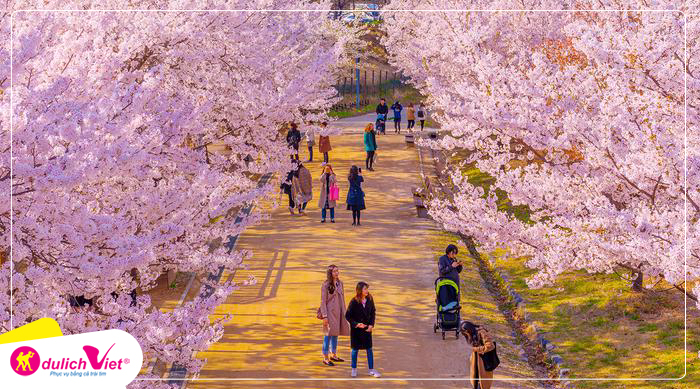 Du lịch Hàn Quốc mùa Hoa Anh Đào - Seoul - Jeju - Nami - Everland từ Sài Gòn 2025