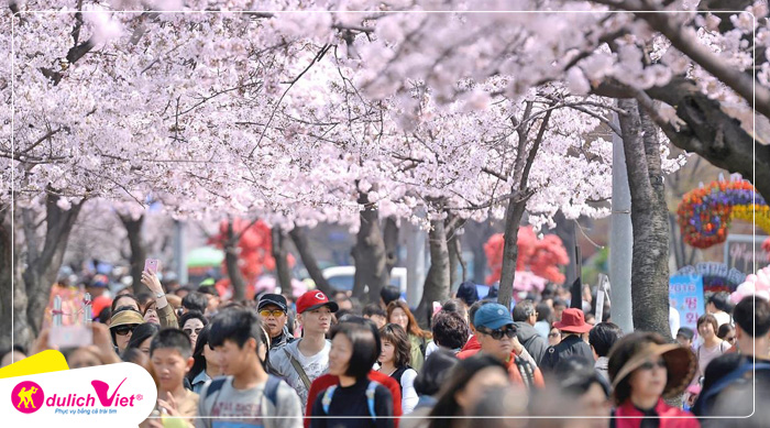 Du lịch Hàn Quốc mùa Hoa Anh Đào - Seoul - Everland - Đảo Nami - Tháp Namsan từ Sài Gòn
