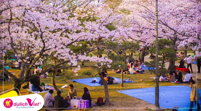 Du lịch Hàn Quốc mùa hoa Anh Đào Seoul - JeJu - Nami - Everland từ Sài Gòn