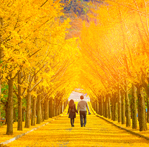 Du lịch mùa Thu - Tour Hàn Quốc Seoul - Everland - Đảo Nami - Tháp Namsan từ Sài Gòn 2025