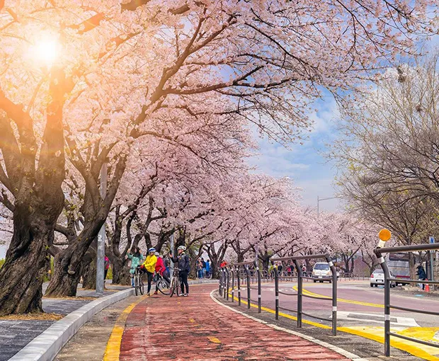TOUR HÀN QUỐC MÙA HOA ANH ĐÀO 5N4Đ | SEOUL - EVERLAND - ĐẢO NAMI - THÁP NAMSAN