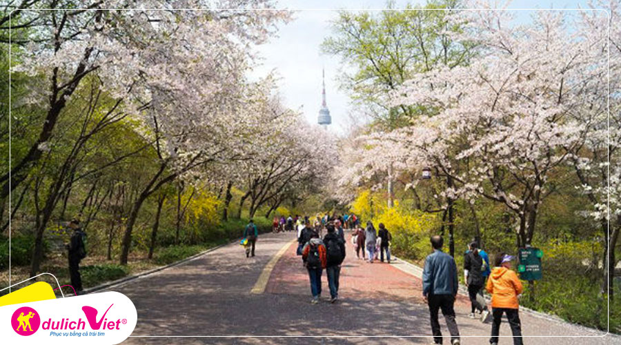 Du lịch Hàn Quốc mùa Hoa Anh Đào - Seoul - Lotte World - Đảo Nami từ Sài Gòn 2025