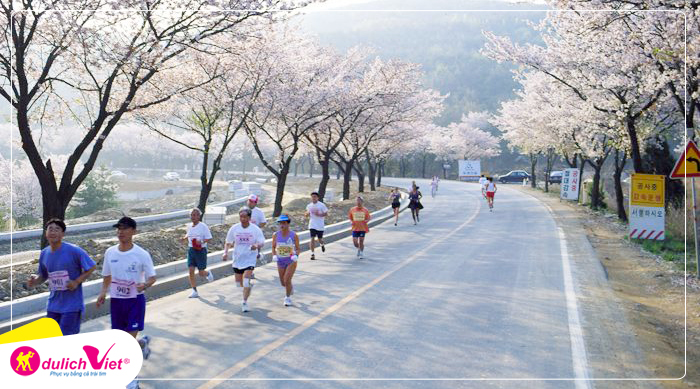 Du lịch Hàn Quốc mùa Hoa Anh Đào - Gyeongju Marathon lần thứ 31 từ Sài Gòn 2025