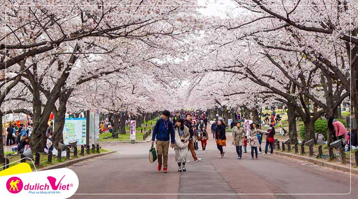 Du lịch Hàn Quốc mùa hoa Anh Đào Seoul - JeJu - Nami - Everland từ Sài Gòn