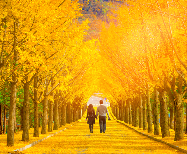 Du lịch mùa Thu - Tour Hàn Quốc Seoul - Everland - Đảo Nami - Tháp Namsan từ Sài Gòn 2025