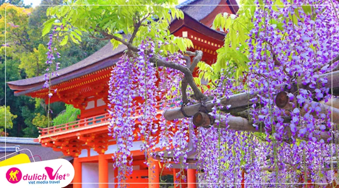 TOUR NHẬT BẢN MÙA HOA TỬ ĐẰNG 5N5Đ | OSAKA - KYOTO - PHÚ SĨ - TOKYO