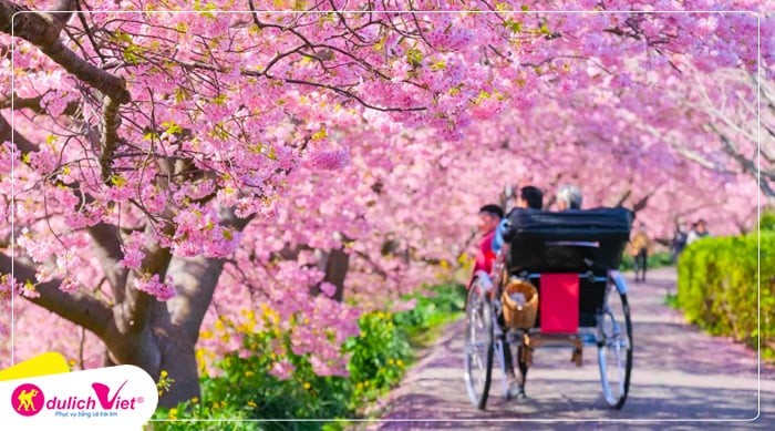 hoa anh đào nở sớm tại Kawazu