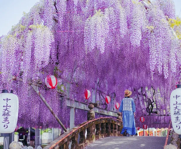 TOUR NHẬT BẢN MÙA HOA TỬ ĐẰNG 5N5Đ | OSAKA - KYOTO - PHÚ SĨ - TOKYO
