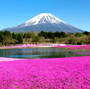 Du lịch Nhật Bản Hè 2025 - Osaka - Kyoto - Yamanashi - Fuji - Tokyo từ Sài Gòn