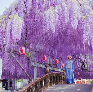 TOUR NHẬT BẢN MÙA HOA TỬ ĐẰNG 5N5Đ | OSAKA - KYOTO - PHÚ SĨ - TOKYO