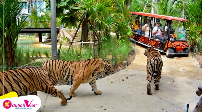 Tiger Hurb