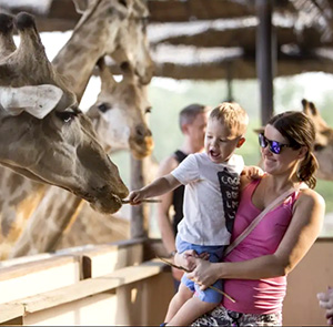 Du lịch Thái Lan Hè - Safari World - Đảo Coral - Baiyoke Sky 5N4Đ từ Sài Gòn 2025