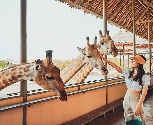 Du lịch Thái Lan Hè 2025 - Safari World - Đảo Coral - Baiyoke Sky từ Sài Gòn