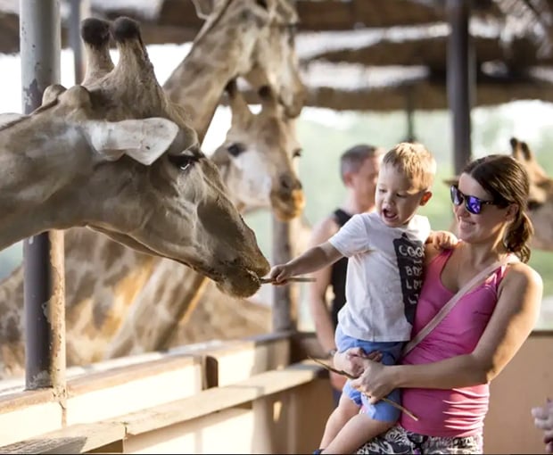 Du lịch Thái Lan Hè - Safari World - Đảo Coral - Baiyoke Sky 5N4Đ từ Sài Gòn 2025