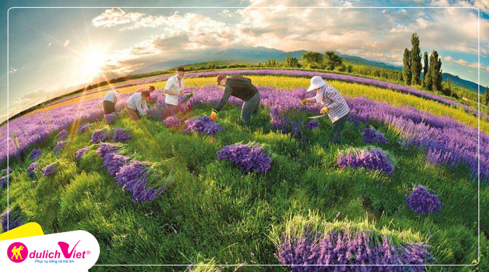 Cánh đồng hoa oải hương