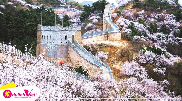 Du lịch Trung Quốc mùa hoa Anh Đào 7 ngày 6 đêm từ Sài Gòn giá tốt