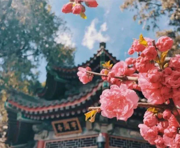 TOUR TRUNG QUỐC MÙA XUÂN 7N6Đ | THƯỢNG HẢI - TÂY Ô TRẤN - HÀNG CHÂU - BẮC KINH (Bay Vietnam Airlines)