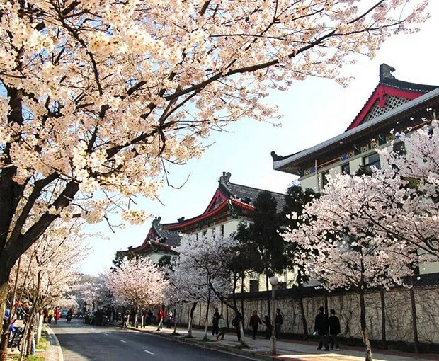 TOUR TRUNG QUỐC MÙA HOA ANH ĐÀO 7N6Đ | THƯỢNG HẢI - HÀNG CHÂU - Ô TRẤN - BẮC KINH (Tour Không Shopping)