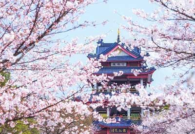 Du lịch Trung Quốc mùa hoa Anh Đào 7 ngày 6 đêm từ Sài Gòn giá tốt