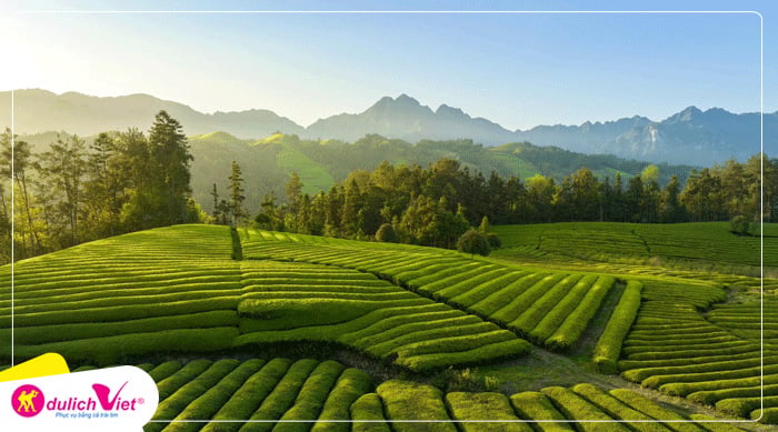 Trang Trại Trà Ngũ Gia Đài