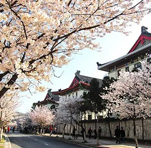 TOUR TRUNG QUỐC MÙA HOA ANH ĐÀO 7N6Đ | THƯỢNG HẢI - HÀNG CHÂU - Ô TRẤN - BẮC KINH (Tour Không Shopping)