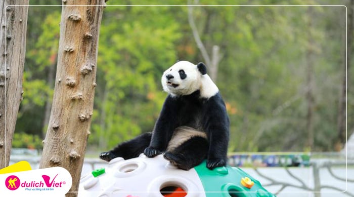 Công viên Gấu trúc