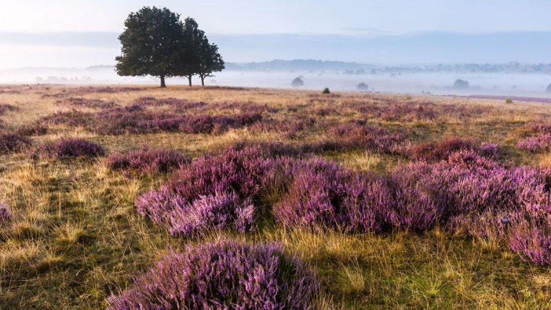 Lüneberg Heath khoác lên mình một màu sắc tím của hoa Thạch Thảo 