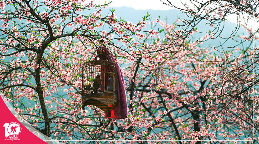 Du lịch Miền Bắc - Đông Bắc - Hà Giang - Đền Hùng 5 ngày ngắm hoa Đào nở