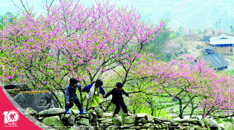Du Lịch Miền Bắc, Tour Sapa - Fansipan 3 ngày khám phá mùa Hoa Đào