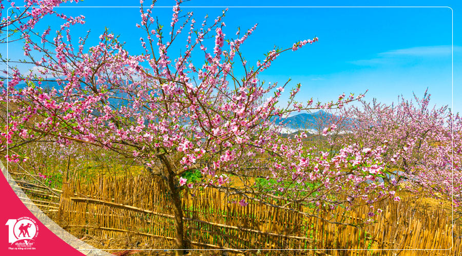 Du lịch Miền Bắc - Tour Hà Nội - Hạ Long - Sapa 4 ngày khám phá mùa hoa Đào