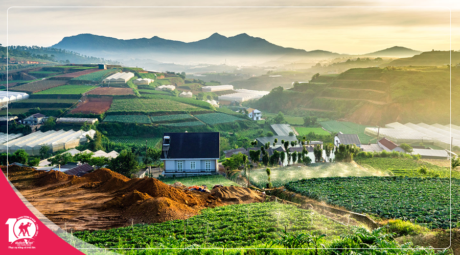 Du Lịch Đà Lạt - Hoa Sơn Điền Trang - Vườn hoa Actiso dịp lễ 2/9