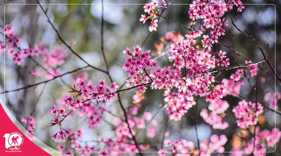 Du lịch Đà Lạt 3 ngày 2 đêm mùa hoa Mai Anh Đào khởi hành từ Sài Gòn